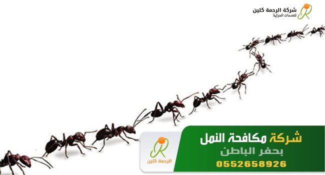 شركة مكافحة النمل بحفر الباطن 