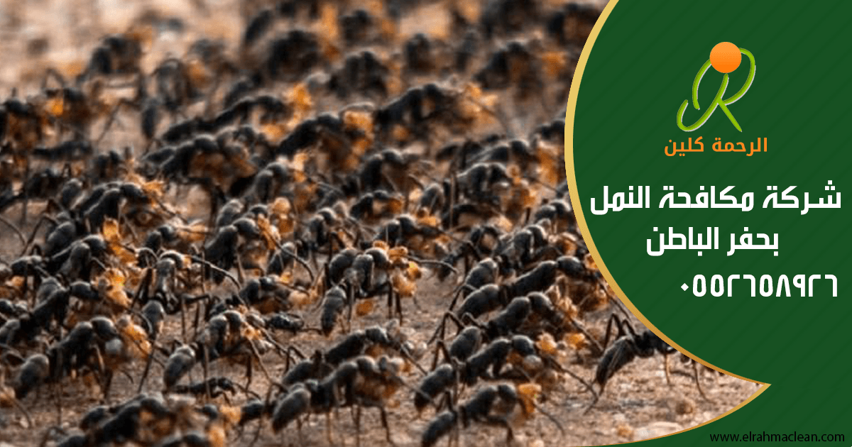 شركة مكافحة النمل بحفر الباطن