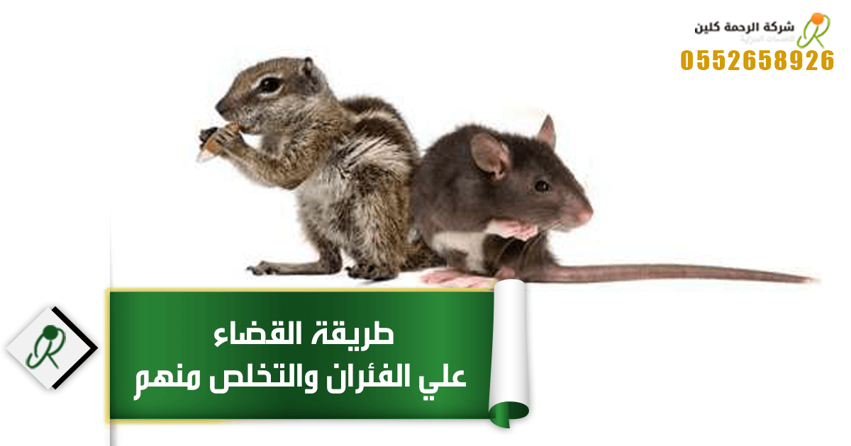 القضاء علي الفئران وطريقة التخلص منهم وما الذي يكرهه الفئران ؟