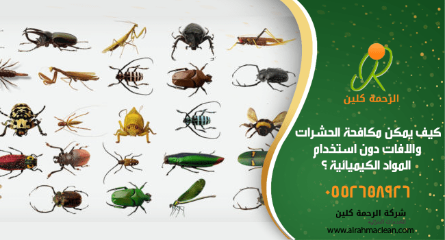 كيف يمكن مكافحة الحشرات والافات دون استخدام المواد الكيميائيه