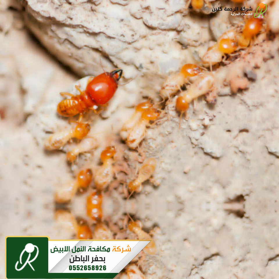 شركة مكافحة النمل الابيض بحفر الباطن